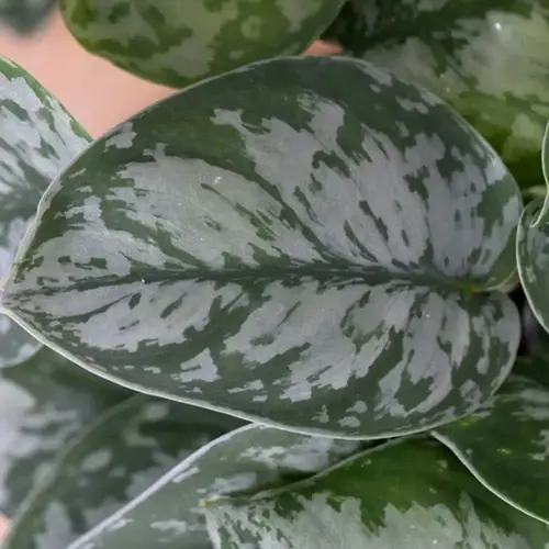 close-up of silver-speckled satin pothos leaves overlapping in a lush plant cluster