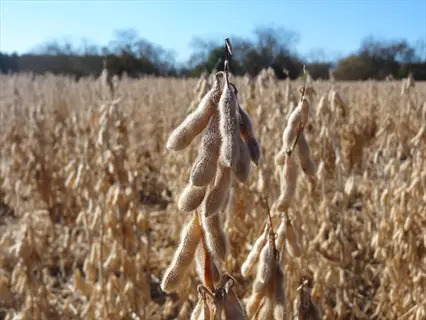 close-up of soybean pods in a dry soybean field harvest under a clear blue sky