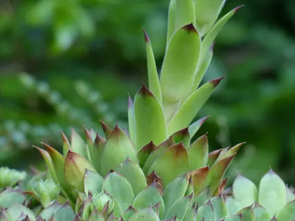 close-up of sunset sempervivum succulent rosettes with green leaves and burgundy tips