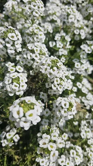 close-up of sweet alyssum white flowers blooming in dense green foliage