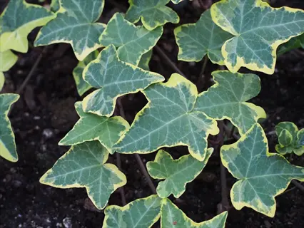 close-up of variegated gold child ivy leaves growing in soil