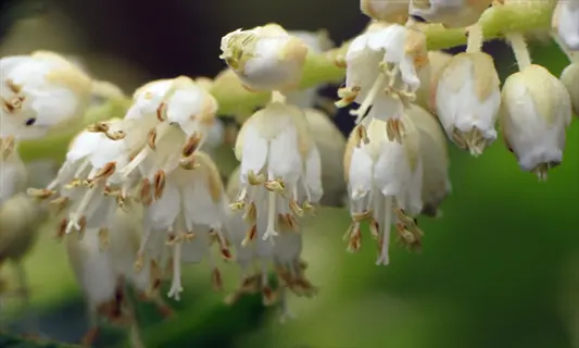 close-up of white sweet pepperbush flowers hanging from a green stem