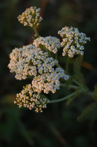 close-up of white yarrow flowers field in warm evening light