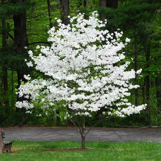 cloud 9 dogwood tree with white spring blossoms in a green wooded yard