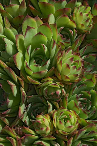 cluster of green sempervivum rosette succulents with red-tipped leaves