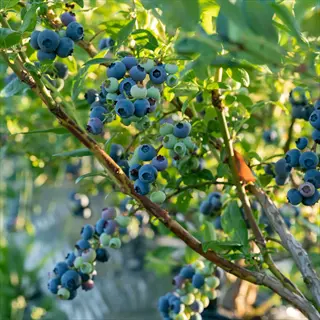 clusters of climax rabbiteye blueberry fruit ripening on leafy branches