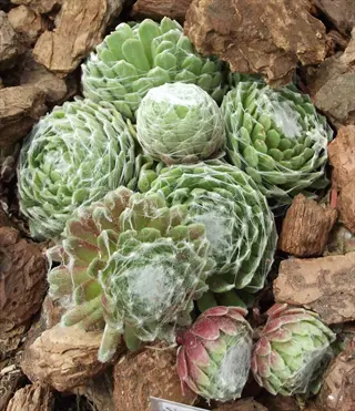 cobweb houseleek succulent rosettes with white webbing nestled among bark chips