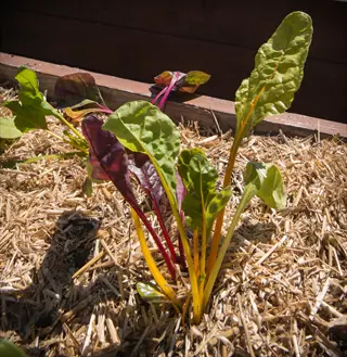 colorful chard growing in a garden bed with straw mulch vegetables under bright sun