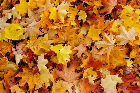 colorful maple leaves autumn pile covering the ground