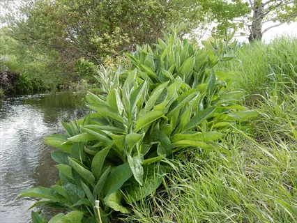 comfrey plant garden beside a stream with lush green leaves and grass