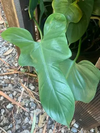 compacta fiddle leaf plant with glossy green lobed leaves in a black pot