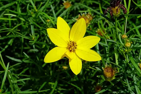 coreopsis yellow flowers blooming among green foliage