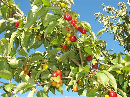 cornelian cherry dogwood fruit ripening red and yellow on leafy branches under blue sky
