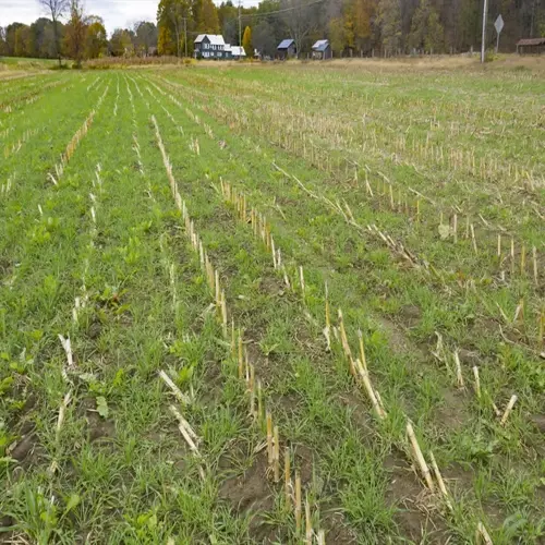 cover crop field with green rows growing between harvested corn stalks near rural homes