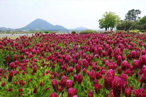 crimson clover flowers blooming in a riverside field with mountains in the background