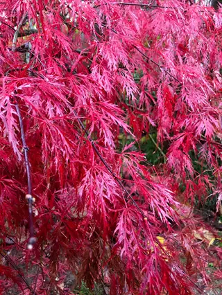 crimson queen maple with cascading crimson red laceleaf foliage in a garden