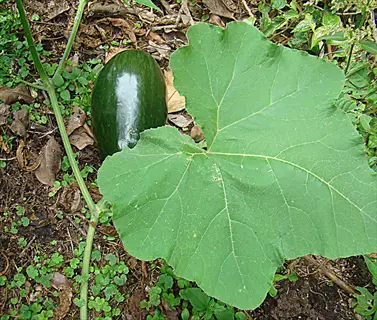 cucumber squash vines with broad green leaves and dark fruit growing in garden soil