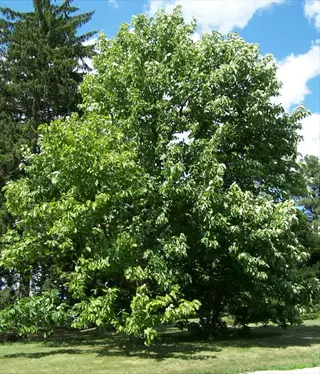 cucumbertree magnolia acuminata tree in a grassy park