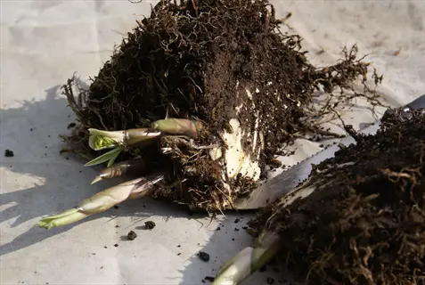 dividing hosta plant with exposed roots and shoots on garden cloth