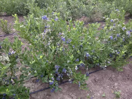 duke blueberry plant with ripe berries growing in cultivated rows
