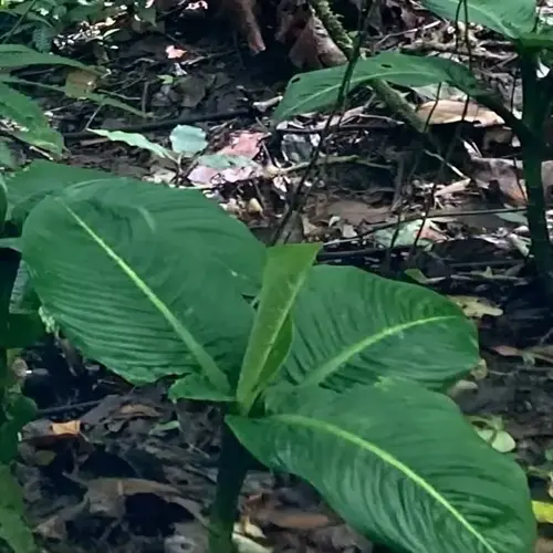 dumb cane plant with broad green leaves growing on a shaded forest floor