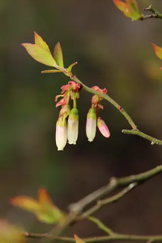 elliott blueberry plant blossoms on a branch with fresh spring leaves