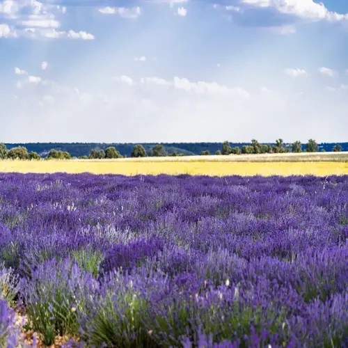 english lavender field blooming under a bright blue sky
