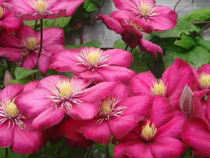 ernest markham red clematis flowers blooming with green leaves