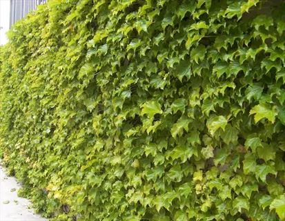 fenway park ivy gold covering a wall with dense green and yellow leaves