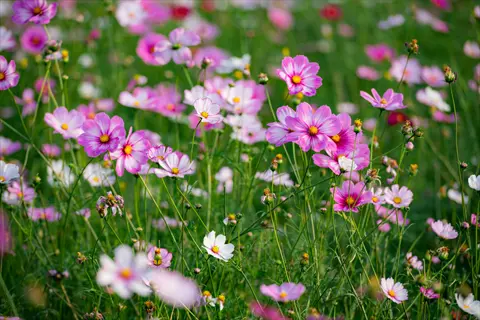 field of cosmos pink flowers blooming among green stems and white blossoms