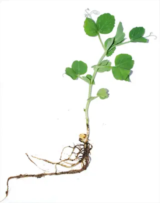 field pea plants seedling with green leaves, tendrils, stem, and exposed roots on white background