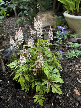 foamflower tiarella woodland blooming with pale pink-white spikes in a shaded garden bed