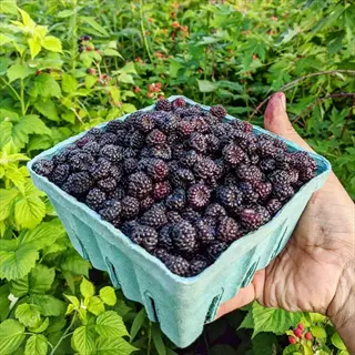 fresh bristol black raspberry harvest in a green berry basket held among leafy canes