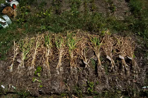 fresh garlic harvest soil with bulbs and stalks drying in a garden bed