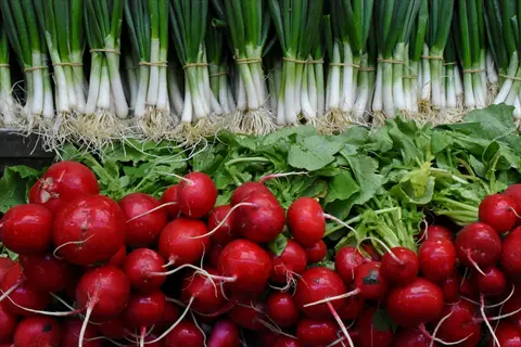 fresh radishes garden harvest with green onions and leafy tops