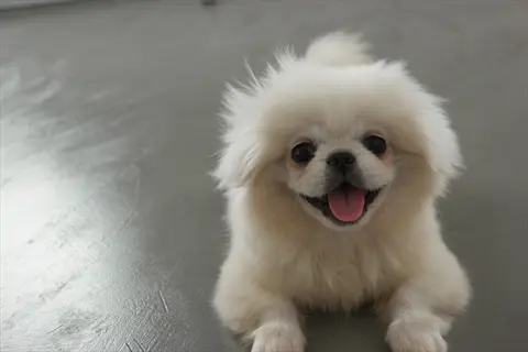 fuzzy pekinese puppy lying on gray floor with tongue out
