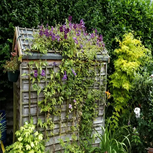 garden shed covered with a purple clematis trellis and surrounded by lush green plants