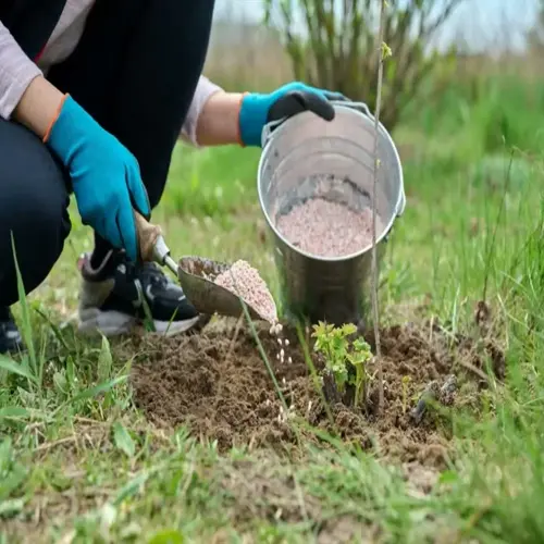 gardener applying blood meal fertilizer around a young plant in soil
