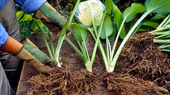 gardener handling roots during hosta plant division on a potting bench