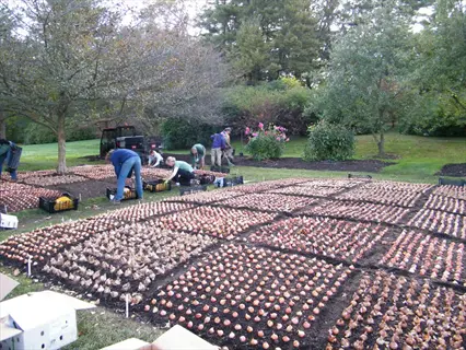 gardeners doing tulip bulb planting in patterned beds at a park