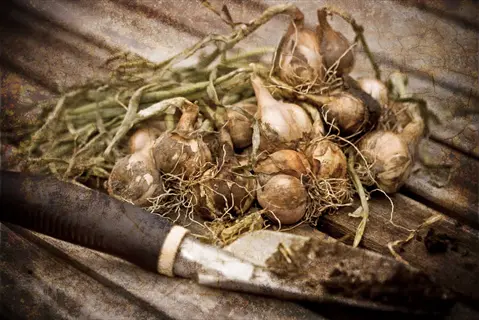 garlic onion harvest with bulbs and garden knife on rustic wooden boards