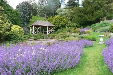giant lavender hedge borders a garden lawn with gazebo, shrubs, and trees