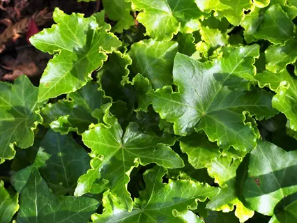 glossy green manda crested ivy leaves with ruffled edges in sunlight