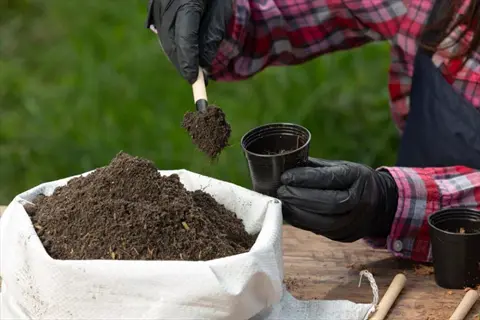 gloved gardener scoops aged manure soil from a bag into a small black pot