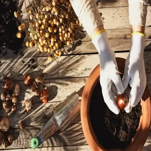 gloved hands planting bulbs in potting soil amendment garden on a wooden table