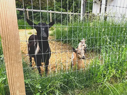 goats behind wire fence on oak leaves shredded mulch with tall grass