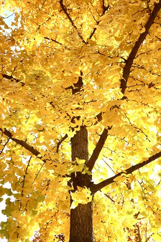 golden ginkgo sweetgum autumn leaves glowing on tree branches