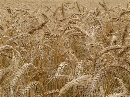golden heads of grain in a cereal rye field