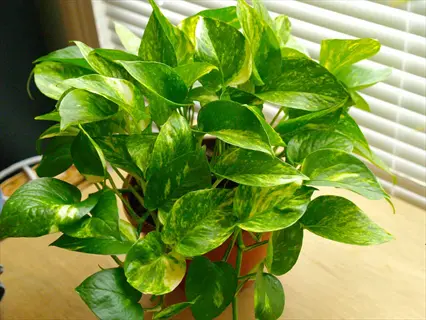 golden pothos plant with green variegated leaves in a pot by window blinds