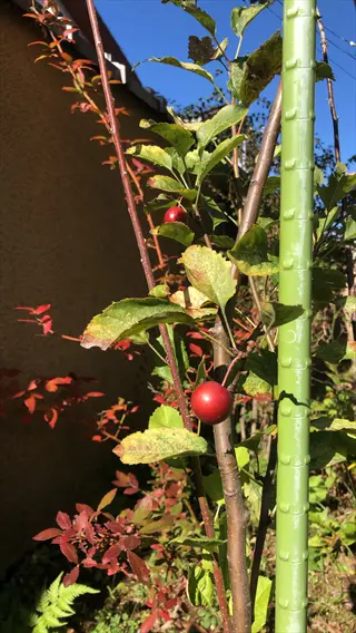 grafting apple tree branch with red apples and green leaves beside a support stake